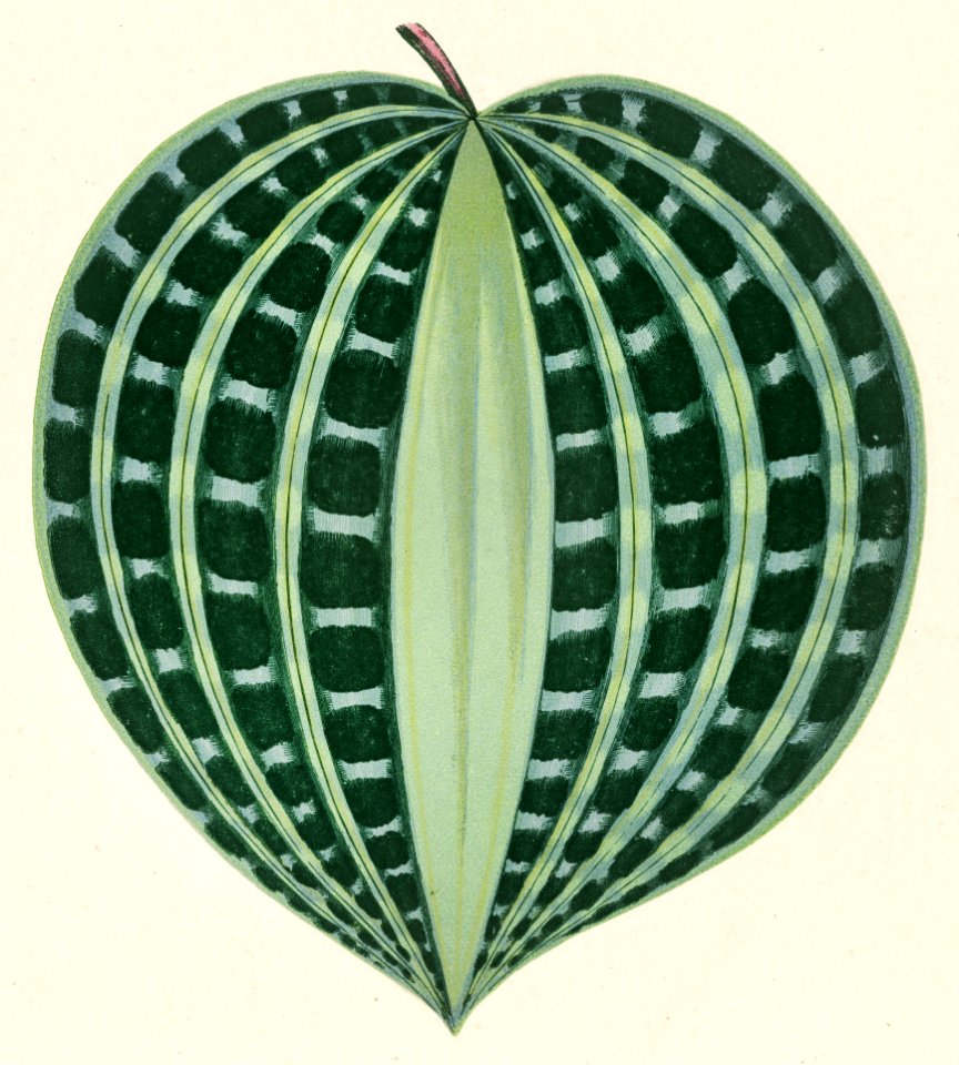 Seersucker Plant (Dichorisandra Undata) engraved by Benjamin Fawcett (1808-1893) for Shirley Hibberd’s (1825-1890) New and Rare Beautiful-Leaved Plants. Digitally enhanced from our own 1929 edition of the publication.