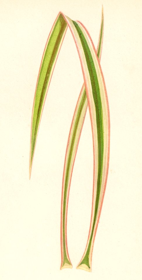 Dagger Plant (Yucca Aloifolia Variecata) engraved by Benjamin Fawcett (1808-1893) for Shirley Hibberd’s (1825-1890) New and Rare Beautiful-Leaved Plants. Digitally enhanced from our own 1929 edition of the publication.