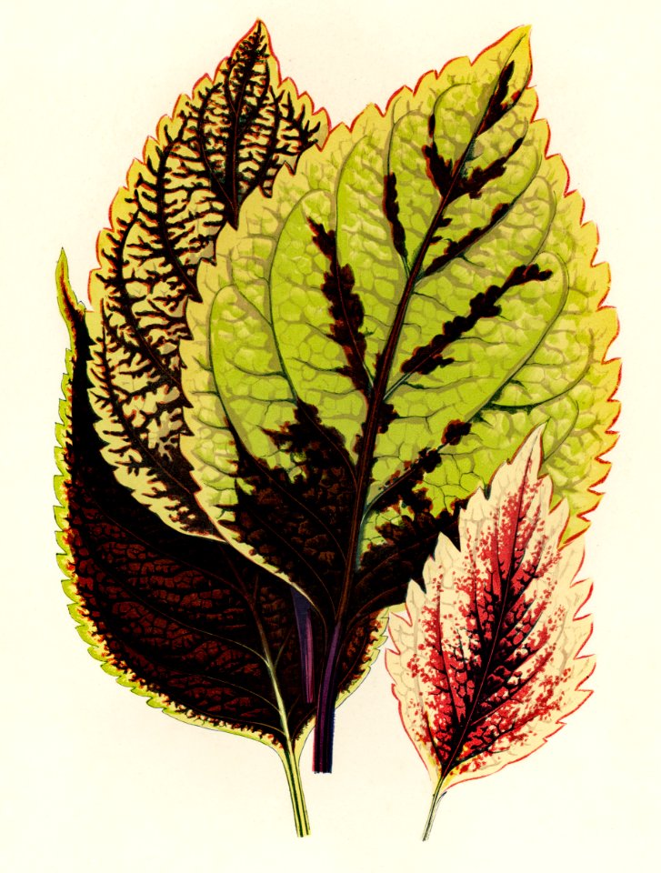 Coleus Murrayi engraved by Benjamin Fawcett (1808-1893) for Shirley Hibberd’s (1825-1890) New and Rare Beautiful-Leaved Plants. Digitally enhanced from our own 1929 edition of the publication.