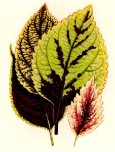 Coleus Murrayi engraved by Benjamin Fawcett (1808-1893) for Shirley Hibberd’s (1825-1890) New and Rare Beautiful-Leaved Plants. Digitally enhanced from our own 1929 edition of the publication.. Free illustration for personal and commercial use.