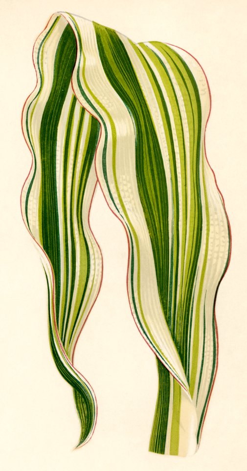 Striped Maize (Zea Japonica Variegata ) engraved by Benjamin Fawcett (1808-1893) for Shirley Hibberd’s (1825-1890) New and Rare Beautiful-Leaved Plants. Digitally enhanced from our own 1929 edition of the publication.