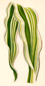 Striped Maize (Zea Japonica Variegata ) engraved by Benjamin Fawcett (1808-1893) for Shirley Hibberd’s (1825-1890) New and Rare Beautiful-Leaved Plants. Digitally enhanced from our own 1929 edition of the publication.