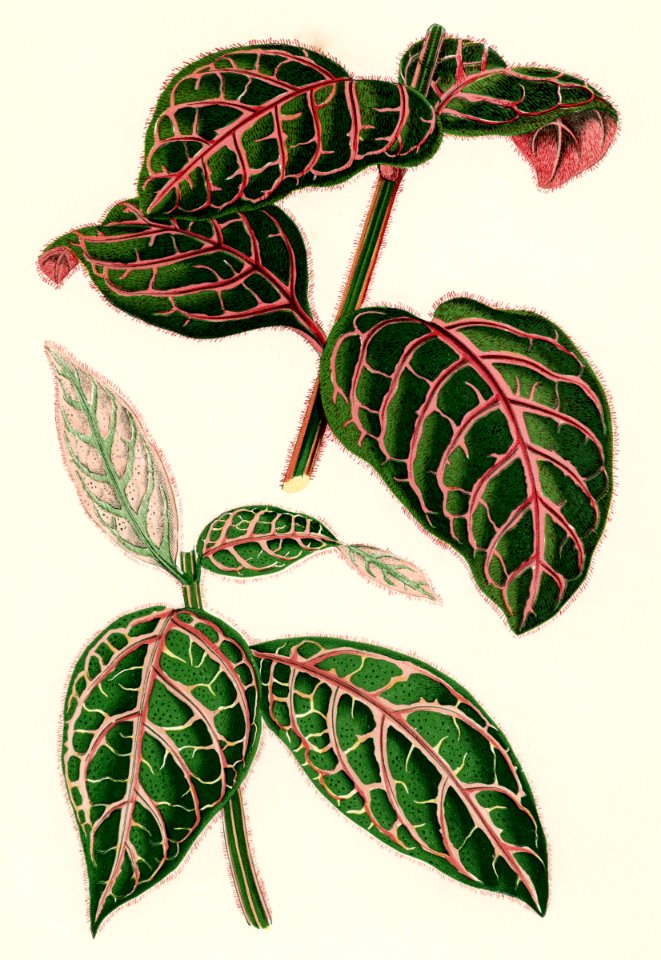 Eranthemum Sanguinolentum engraved by Benjamin Fawcett (1808-1893) for Shirley Hibberd’s (1825-1890) New and Rare Beautiful-Leaved Plants. Digitally enhanced from our own 1929 edition of the publication.