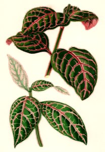 Eranthemum Sanguinolentum engraved by Benjamin Fawcett (1808-1893) for Shirley Hibberd’s (1825-1890) New and Rare Beautiful-Leaved Plants. Digitally enhanced from our own 1929 edition of the publication.. Free illustration for personal and commercial use.