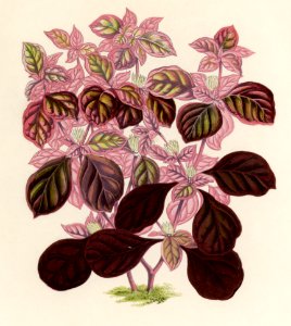 Teleinthera Ficoidea engraved by Benjamin Fawcett (1808-1893) for Shirley Hibberd’s (1825-1890) New and Rare Beautiful-Leaved Plants. Digitally enhanced from our own 1929 edition of the publication.