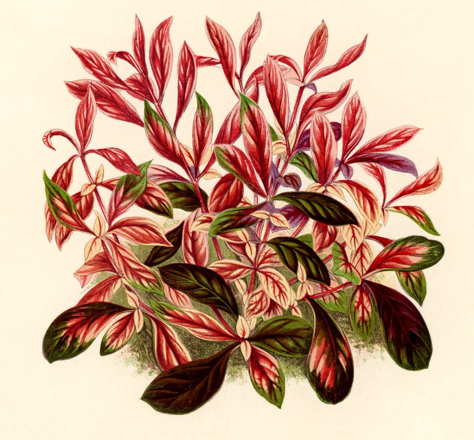 Dwarf Copperleaf (Alternanthera Sessilis) engraved by Benjamin Fawcett (1808-1893) for Shirley Hibberd’s (1825-1890) New and Rare Beautiful-Leaved Plants. Digitally enhanced from our own 1929 edition of the publication.