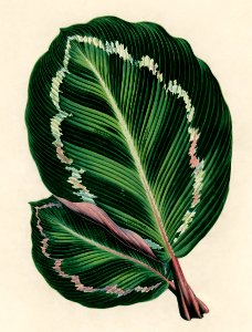 Rose Painted Calathea (Maranta illustris) engraved by Benjamin Fawcett (1808-1893) for Shirley Hibberd’s (1825-1890) New and Rare Beautiful-Leaved Plants. Digitally enhanced from our own 1929 edition of the publication.