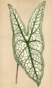Heart of Jesus (Caladium Belleymel) engraved by Benjamin Fawcett (1808-1893) for Shirley Hibberd’s (1825-1890) New and Rare Beautiful-Leaved Plants. Digitally enhanced from our own 1929 edition of the publication.