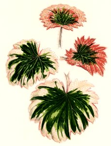 Saxifrage (Saxifraga Fortunei) engraved by Benjamin Fawcett (1808-1893) for Shirley Hibberd’s (1825-1890) New and Rare Beautiful-Leaved Plants. Digitally enhanced from our own 1929 edition of the publication.. Free illustration for personal and commercial use.