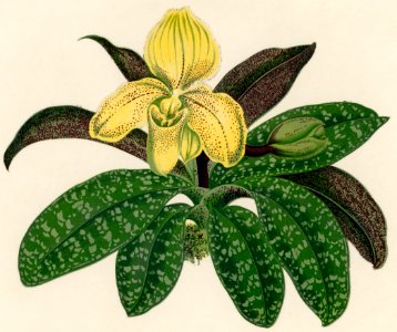 The One Colored Paphiopedilum (Paphiopedilum Concolor) engraved by Benjamin Fawcett (1808-1893) for Shirley Hibberd’s (1825-1890) New and Rare Beautiful-Leaved Plants. Digitally enhanced from our own 1929 edition of the publication.