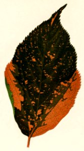 Jacobs Coat (Acalypha Tricolor) engraved by Benjamin Fawcett (1808-1893) for Shirley Hibberd’s (1825-1890) New and Rare Beautiful-Leaved Plants. Digitally enhanced from our own 1929 edition of the publication.