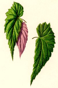 Begonia Falcifolia engraved by Benjamin Fawcett (1808-1893) for Shirley Hibberd’s (1825-1890) New and Rare Beautiful-Leaved Plants. Digitally enhanced from our own 1929 edition of the publication.
