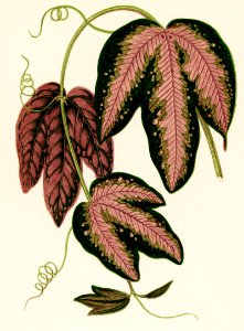 Tri-colored Passion Vine (Passiflora Trifasciata) engraved by Benjamin Fawcett (1808-1893) for Shirley Hibberd’s (1825-1890) New and Rare Beautiful-Leaved Plants. Digitally enhanced from our own 1929 edition of the publication.. Free illustration for personal and commercial use.