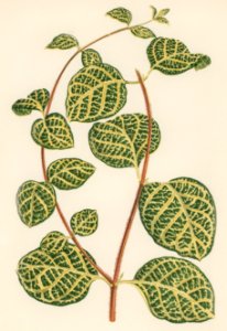 Lonicera Brachypoda engraved by Benjamin Fawcett (1808-1893) for Shirley Hibberd’s (1825-1890) New and Rare Beautiful-Leaved Plants. Digitally enhanced from our own 1929 edition of the publication.