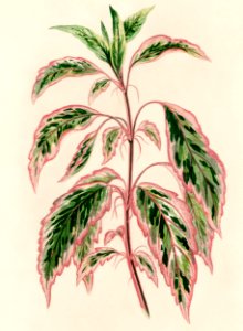 Rose mallow (lhibiscus cooperi) engraved by Benjamin Fawcett (1808-1893) for Shirley Hibberd’s (1825-1890) New and Rare Beautiful-Leaved Plants. Digitally enhanced from our own 1929 edition of the publication.