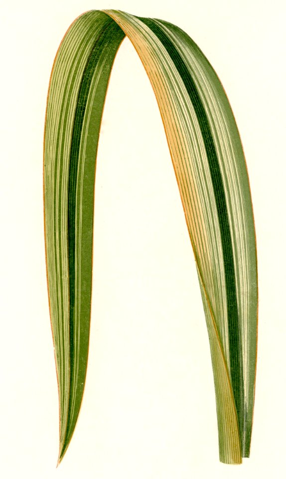 Variegated New Zealand Flax (Phormium Tenax Variegatum) engraved by Benjamin Fawcett (1808-1893) for Shirley Hibberd’s (1825-1890) New and Rare Beautiful-Leaved Plants. Digitally enhanced from our own 1929 edition of the publication.
