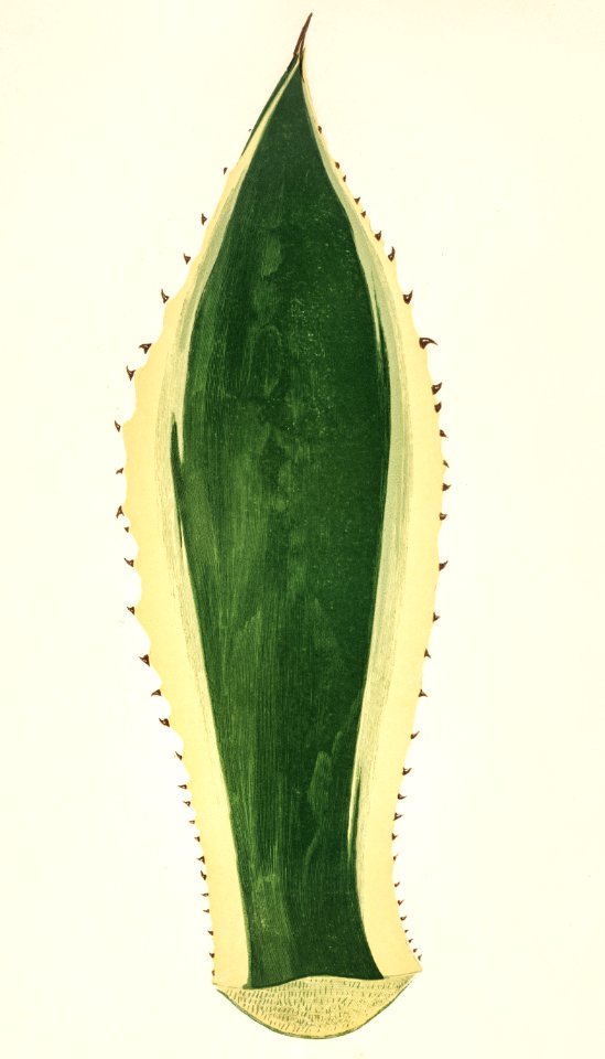 Sentry plant (Agave americana Variegata) engraved by Benjamin Fawcett (1808-1893) for Shirley Hibberd’s (1825-1890) New and Rare Beautiful-Leaved Plants. Digitally enhanced from our own 1929 edition of the publication.