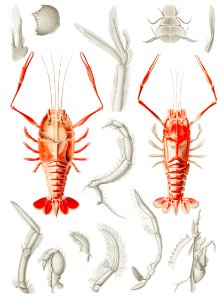 Shrimps' external and internal organs illustration from Résultats des Campagnes Scientifiques by Albert I, Prince of Monaco (1848–1922).