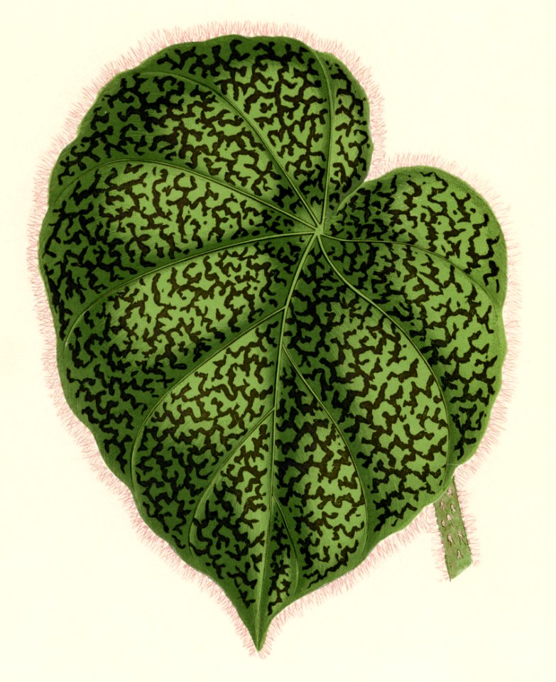Begonia Daedalea engraved by Benjamin Fawcett (1808-1893) for Shirley Hibberd’s (1825-1890) New and Rare Beautiful-Leaved Plants. Digitally enhanced from our own 1929 edition of the publication.