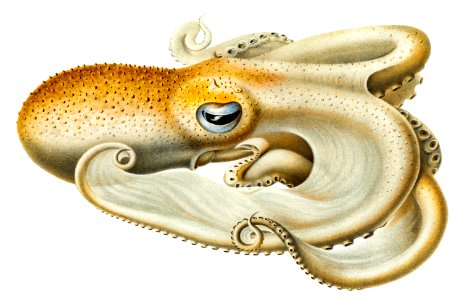 Velodona octopus illustration from Deutschen Tiefsee-Expedition, German Deep Sea Expedition (1898–1899) by Carl Chun.. Free illustration for personal and commercial use.