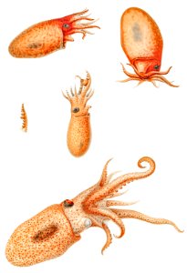 Vintage bolitaena octopus illustration from Deutschen Tiefsee-Expedition, German Deep Sea Expedition (1898–1899) by Carl Chun.. Free illustration for personal and commercial use.