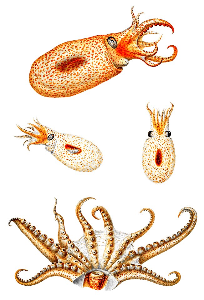 Vintage bolitaena octopus illustration from Deutschen Tiefsee-Expedition, German Deep Sea Expedition (1898–1899) by Carl Chun.