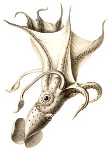 Histioteuthis ruppellii, cockeyed squid illustration from Deutschen Tiefsee-Expedition, German Deep Sea Expedition (1898–1899) by Carl Chun.. Free illustration for personal and commercial use.