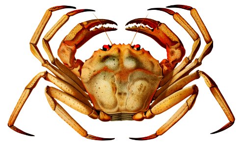 Chaceon, the Atlantic deep sea red crab illustration from Résultats des Campagnes Scientifiques by Albert I, Prince of Monaco (1848–1922).. Free illustration for personal and commercial use.