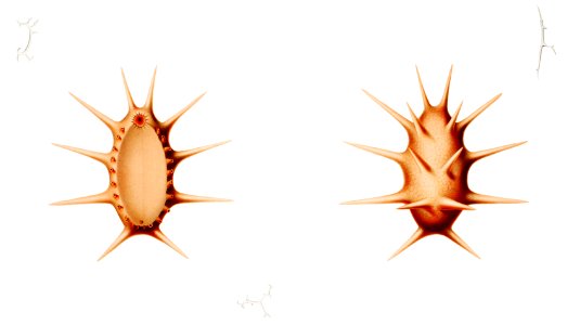 Deima, a sea cucumber illustration from Résultats des Campagnes Scientifiques by Albert I, Prince of Monaco (1848–1922).