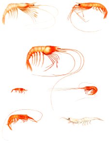 Shrimp varieties set illustration from Résultats des Campagnes Scientifiques by Albert I, Prince of Monaco (1848–1922).