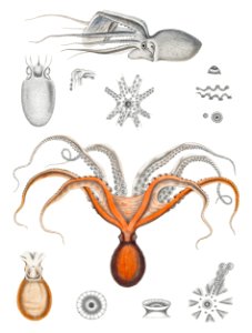 Red octopus and an argonaut illustration from Mollusca & Shells by Augustus Addison Gould.. Free illustration for personal and commercial use.