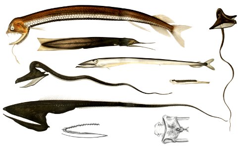 Stomiidae deep sea fish varieties set illustration from Résultats des Campagnes Scientifiques by Albert I, Prince of Monaco (1848–1922).