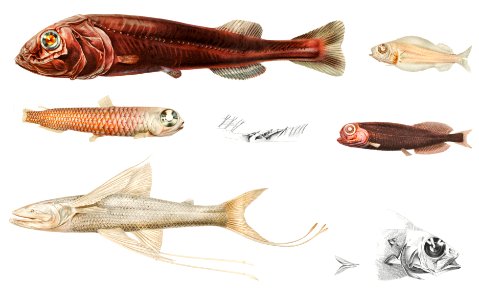 eep sea fish varieties set illustration from Résultats des Campagnes Scientifiques by Albert I, Prince of Monaco (1848–1922).