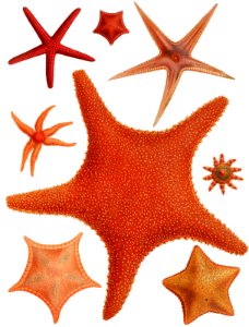 Starfish varieties set illustration from Résultats des Campagnes Scientifiques by Albert I, Prince of Monaco (1848–1922).. Free illustration for personal and commercial use.