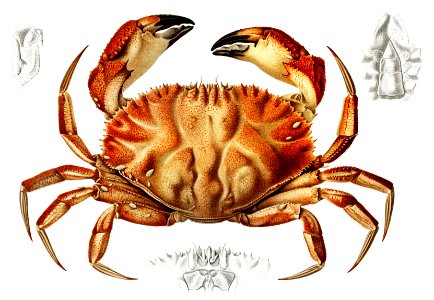 Dungeness crab illustration from Résultats des Campagnes Scientifiques by Albert I, Prince of Monaco (1848–1922).. Free illustration for personal and commercial use.