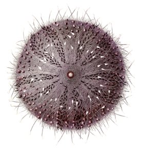 Sperosoma grimaldii, a sea urchin illustration from Résultats des Campagnes Scientifiques by Albert I, Prince of Monaco (1848–1922).. Free illustration for personal and commercial use.