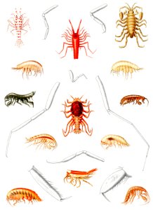 Amphipods of the North Atlantic from Résultats des Campagnes Scientifiques by Albert I, Prince of Monaco (1848–1922).. Free illustration for personal and commercial use.