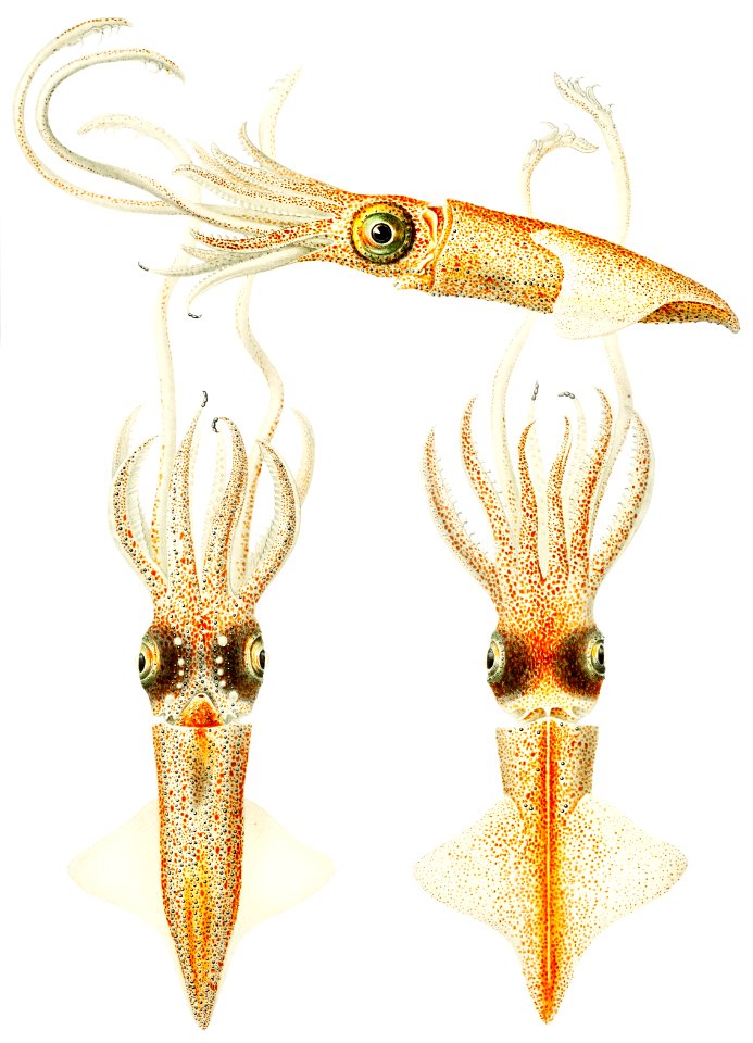 Abraliopsis morisii, bioluminescent squid illustration from Deutschen Tiefsee-Expedition, German Deep Sea Expedition (1898–1899) by Carl Chun.