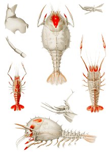 Decapod varieties set illustration from Résultats des Campagnes Scientifiques by Albert I, Prince of Monaco (1848–1922).. Free illustration for personal and commercial use.