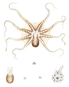 Octopus mimus, a gould octopus illustration from Mollusca & Shells by Augustus Addison Gould.. Free illustration for personal and commercial use.