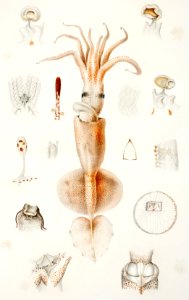 Grimaldi scaled squid's external and internal organs from Résultats des Campagnes Scientifiques by Albert I, Prince of Monaco (1848–1922).