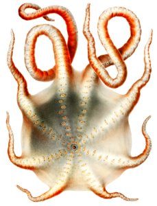 Alloposus mollis, a seven arm octopus illustration from Résultats des Campagnes Scientifiques by Albert I, Prince of Monaco (1848–1922).. Free illustration for personal and commercial use.