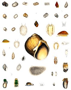 Sea snail varieties set illustration from Mollusca & Shells by Augustus Addison Gould.