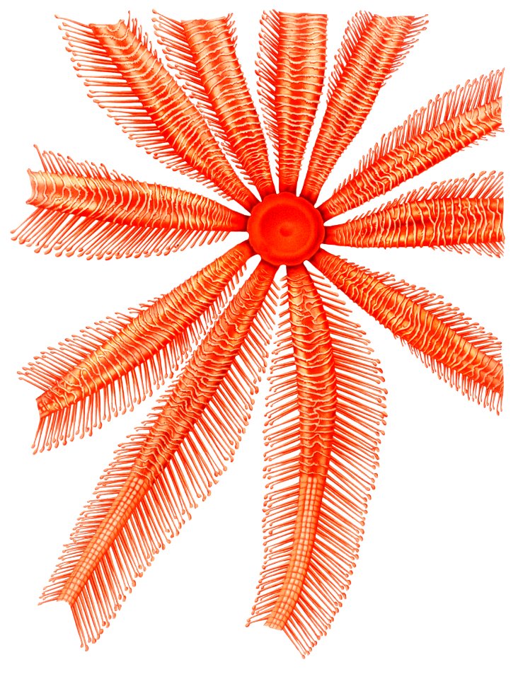 Brisingidae starfish illustration from Résultats des Campagnes Scientifiques by Albert I, Prince of Monaco (1848–1922).