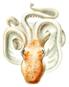 Velodona octopus illustration from Deutschen Tiefsee-Expedition, German Deep Sea Expedition (1898–1899) by Carl Chun.. Free illustration for personal and commercial use.