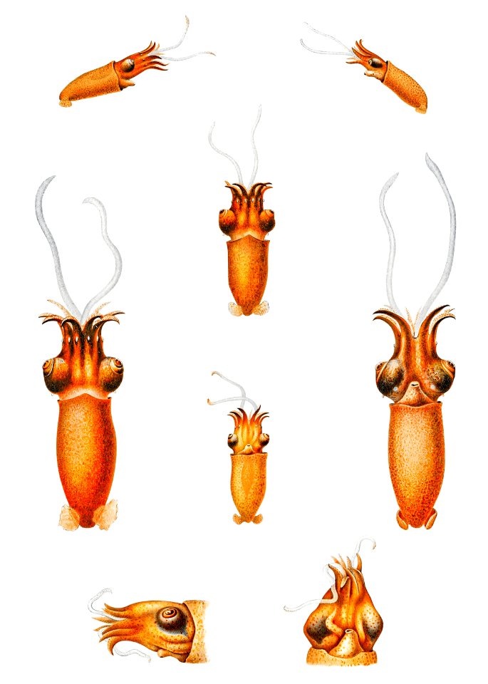 Benthoteuthis megalops Verrill squid illustration from Deutschen Tiefsee-Expedition, German Deep Sea Expedition (1898–1899) by Carl Chun.