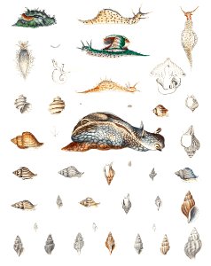 Snail varieties set illustration from Mollusca & Shells by Augustus Addison Gould.. Free illustration for personal and commercial use.