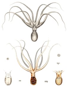 Common Sydney octopus and octopus furva illustration from Mollusca & Shells by Augustus Addison Gould.
