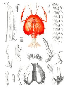 Illustration of a shrimp's external and internal organs from Résultats des Campagnes Scientifiques by Albert I, Prince of Monaco (1848–1922).