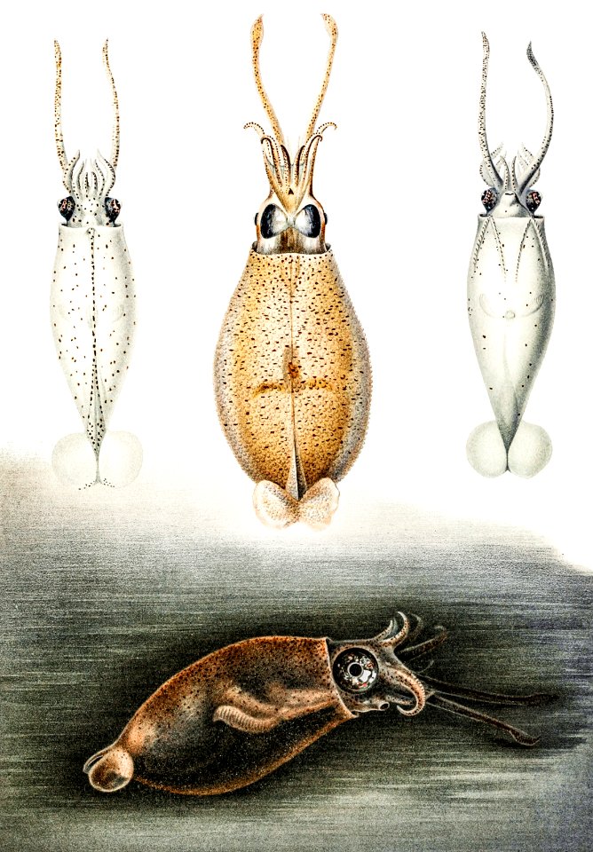 Glass squids illustration from Deutschen Tiefsee-Expedition (German Deep Sea Expedition) (1898–1899) by Carl Chun.